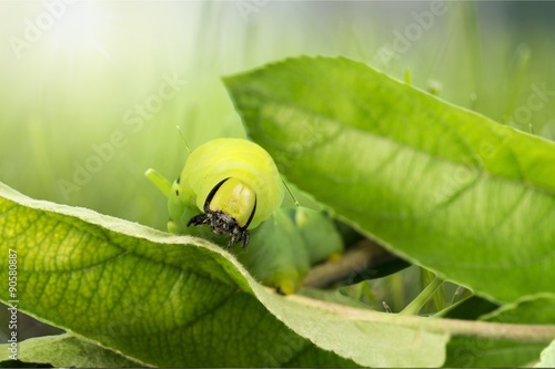 Green Caterpillar.