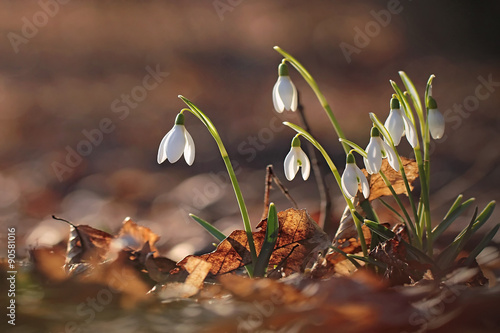 Spring snowdrop flowers photo