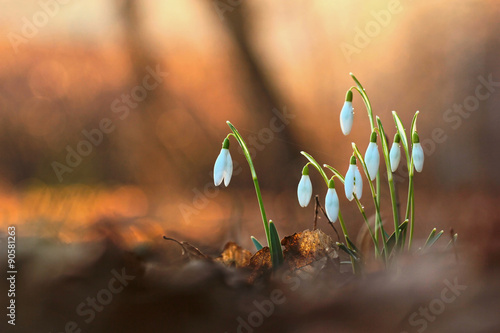 Slika na platnu Spring snowdrop flowers