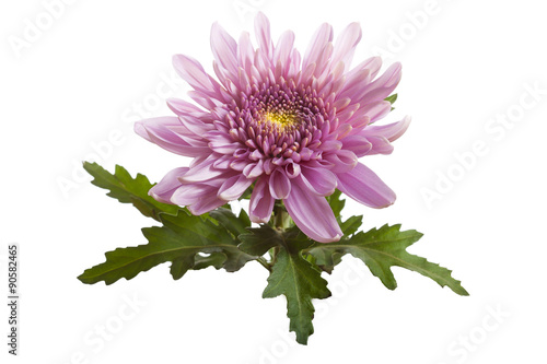 flower  pink chrysanthemum