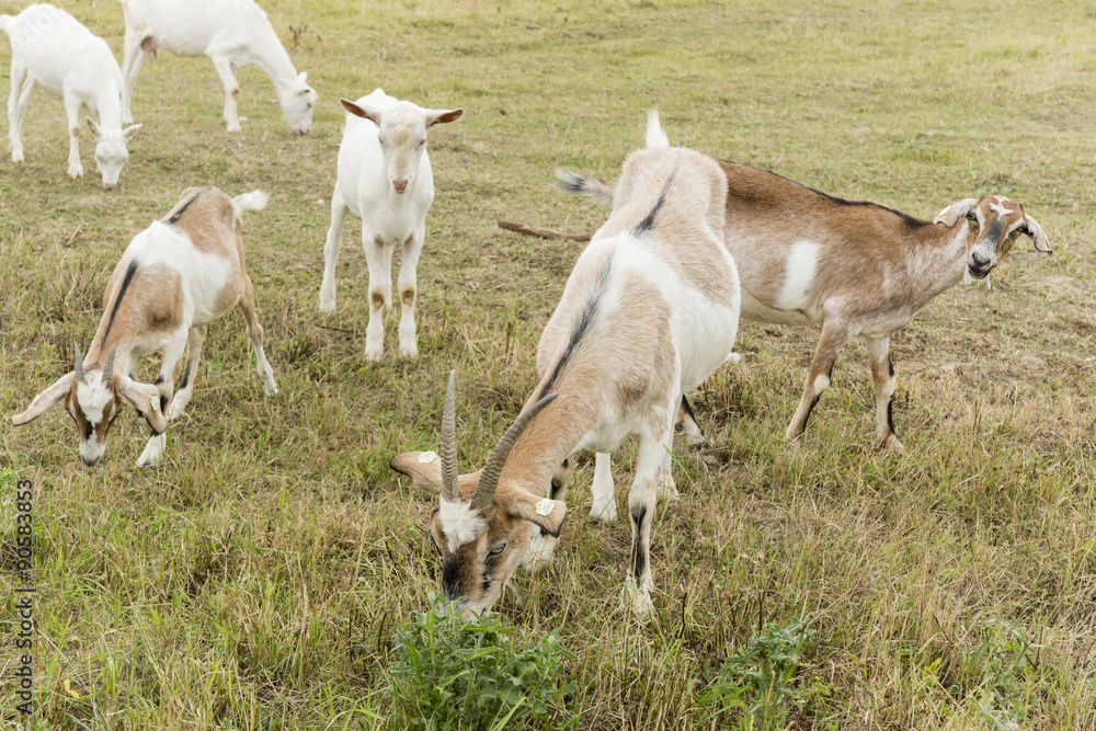 Obraz premium herd of goats speckled