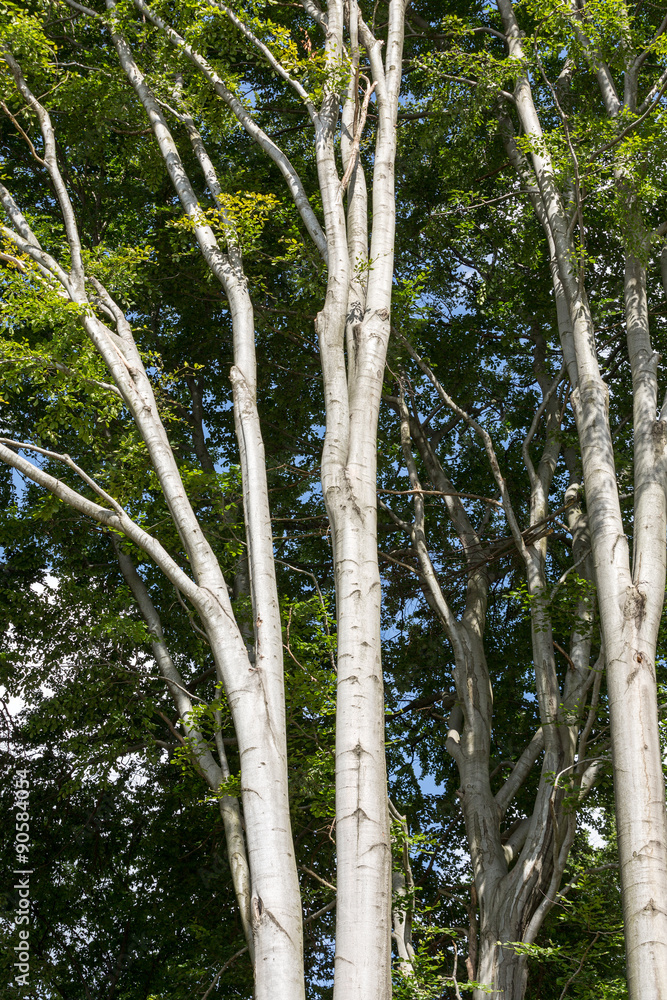 Fototapeta premium Tribes beechen trees in springtime