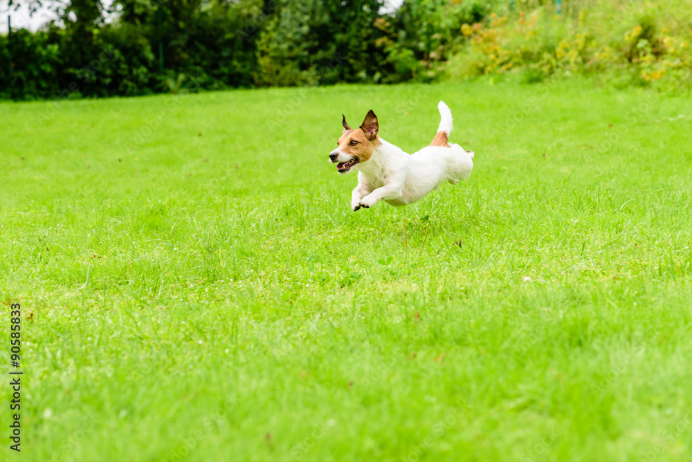 Happy dog playing and running on summer day leaps over green grass lawn