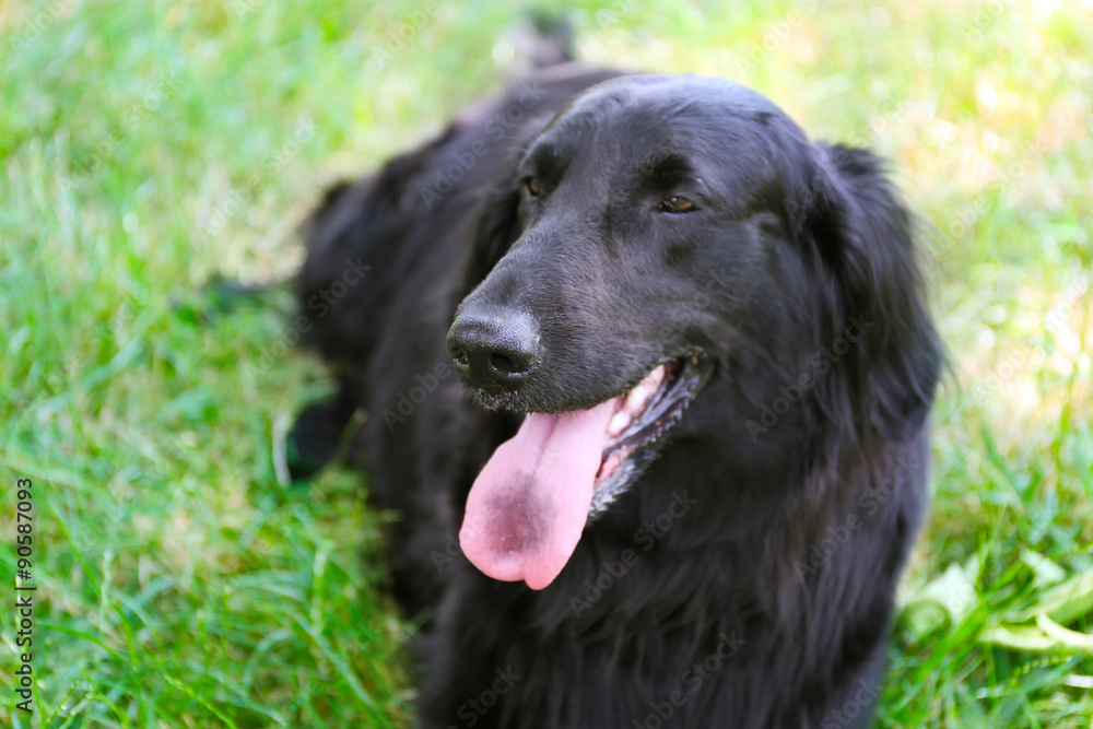 Portrait of big black dog over green grass background