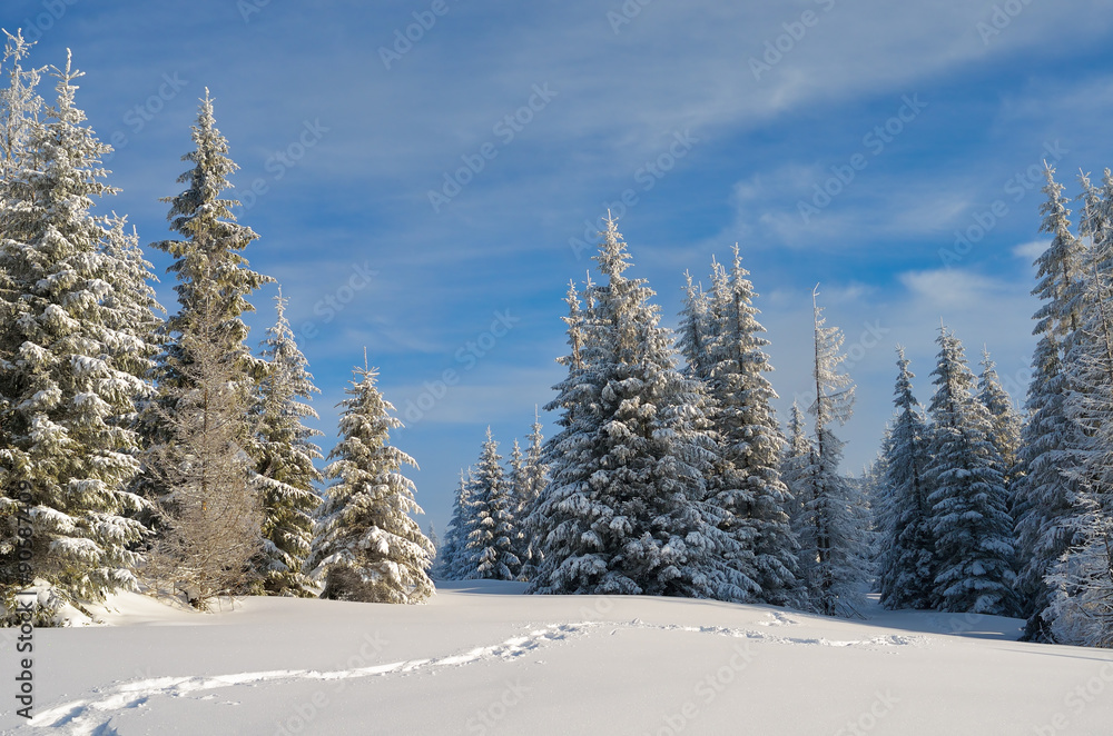 Fototapeta premium Winter landscape with path in the woods