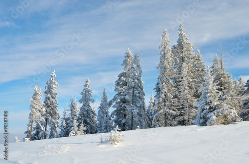 Fir forest under the snow in the mountains