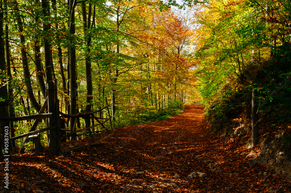 Fototapeta premium Road in the autumn forest