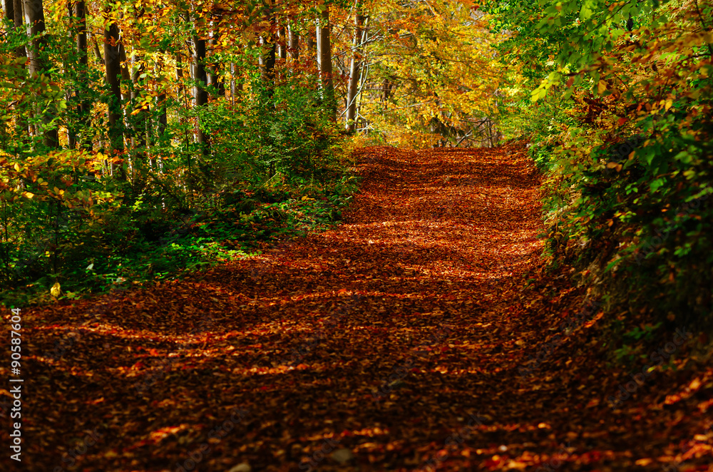 Fototapeta premium Autumn road in the woods