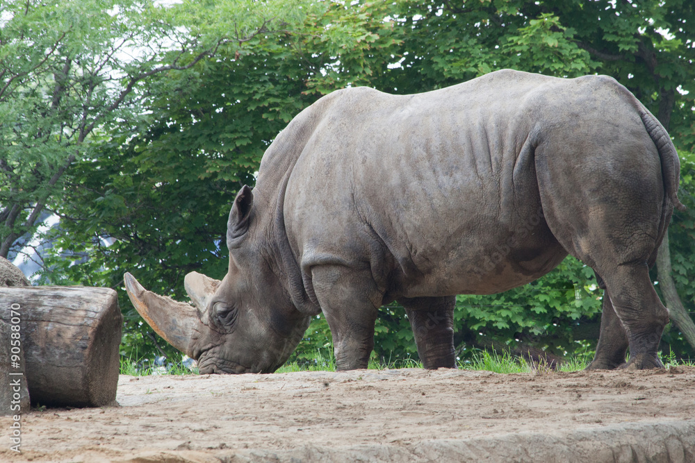 Naklejka premium White Rhino