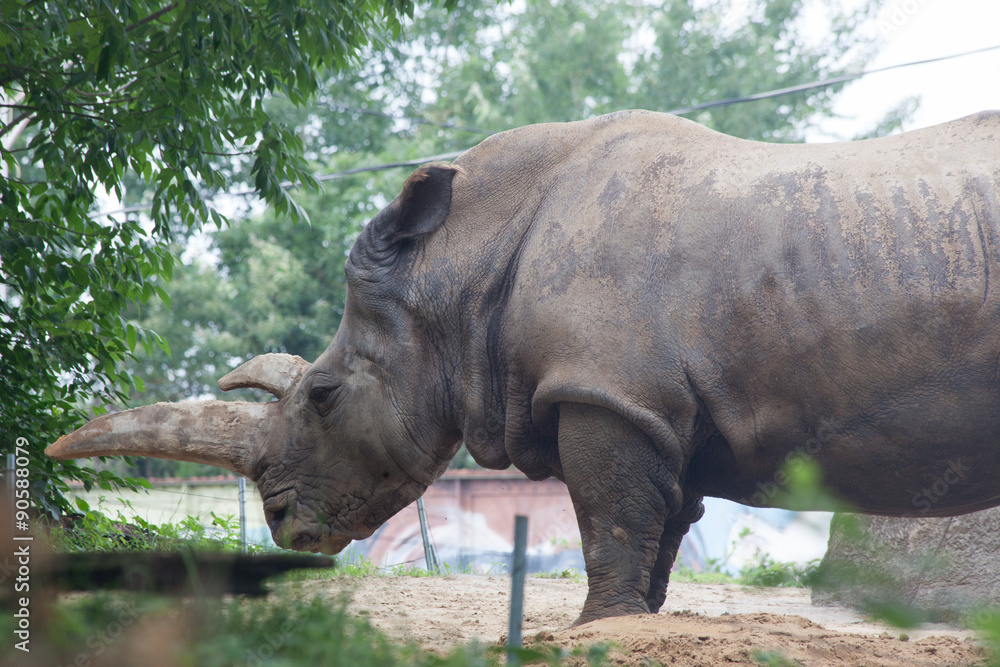 Obraz premium White Rhino