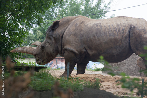 White Rhino