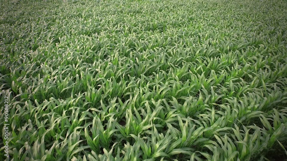 Green Cornfield Green Cornfield