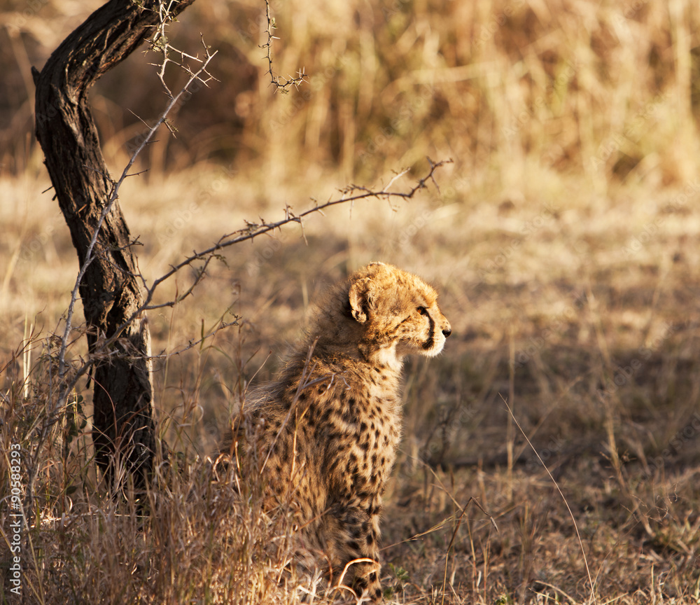 Fototapeta premium Young Cheetah Cub