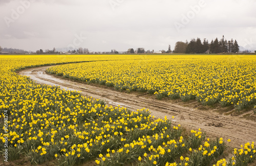 Daffodiil Farm In Bloom