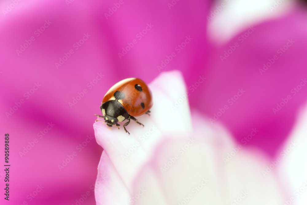 Ladybug, Coccinella septempunctata on garden cosmos Ladybug, Coccinella septempunctata on garden cosmos
