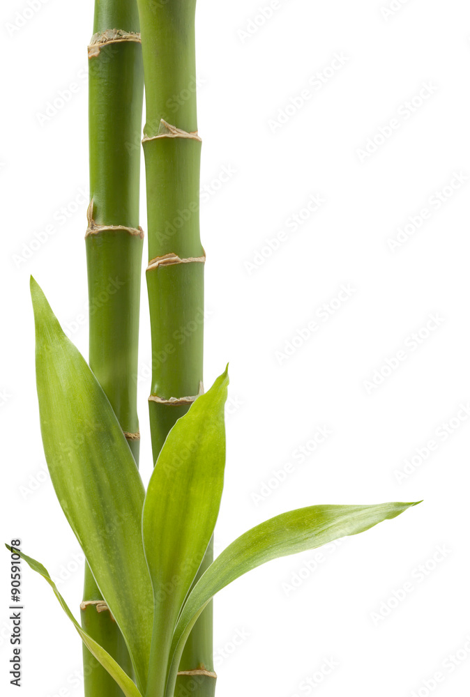 Fototapeta premium Bamboo Plant