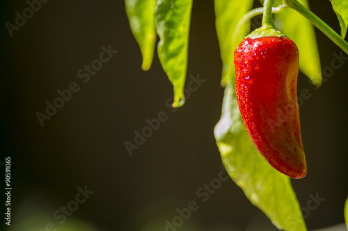 Red ripe chili bell pepper 