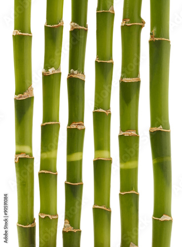 Bamboo Shoots