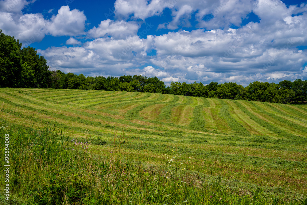 cultivated hay, isanti county
