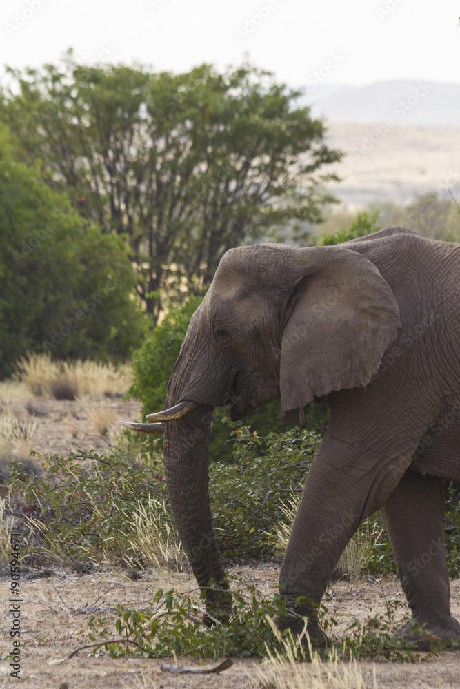 Fototapeta premium Desert-adapted elephant grazing in the woodlands of Damaraland, Namibia. 