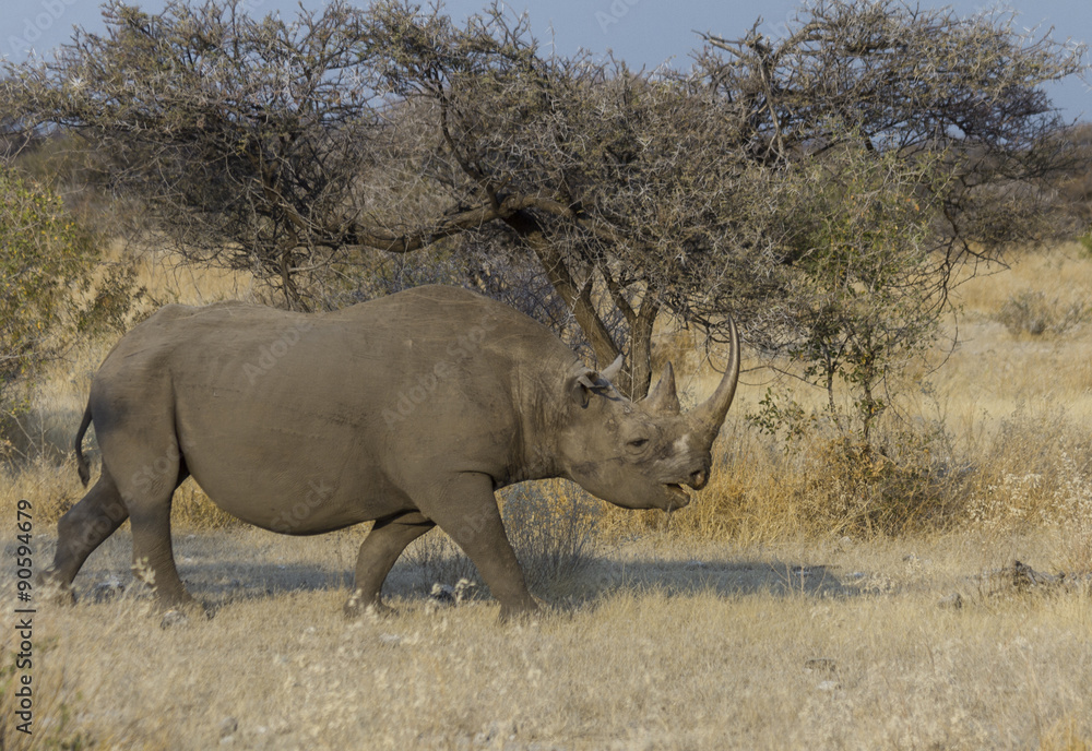Obraz premium Black rhino walking through savannah in Etosha National Park, Namibia. 
