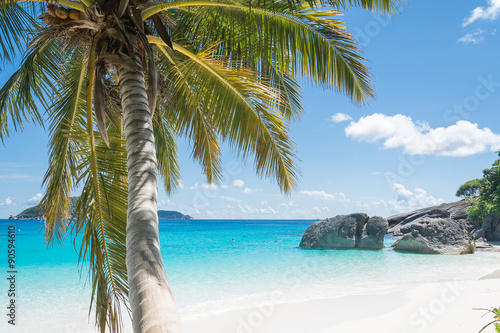 Palm and beach with sea