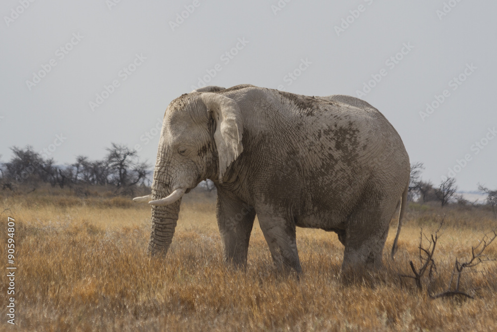 Fototapeta premium Clay coated bull African elephant grazing on the savannah in Etosha National Park, Namibia. Full profile. Known as 