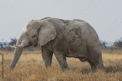 Clay coated bull African elephant grazing on the savannah in Etosha National Park  Namibia. Full profile. Known as great white ghost