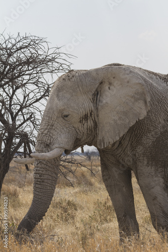 Bull African elephant grazing on the savannah in Etosha National Park  Namibia. Profile of head. 