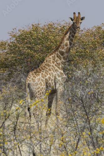 Single giraffe standing in acacia thicket  Etosha National Park  Namibia. 