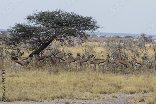 Herd of springbok grazing in the shade of a camel-thorn tree (acacia), Etosha National Park, Namibia.