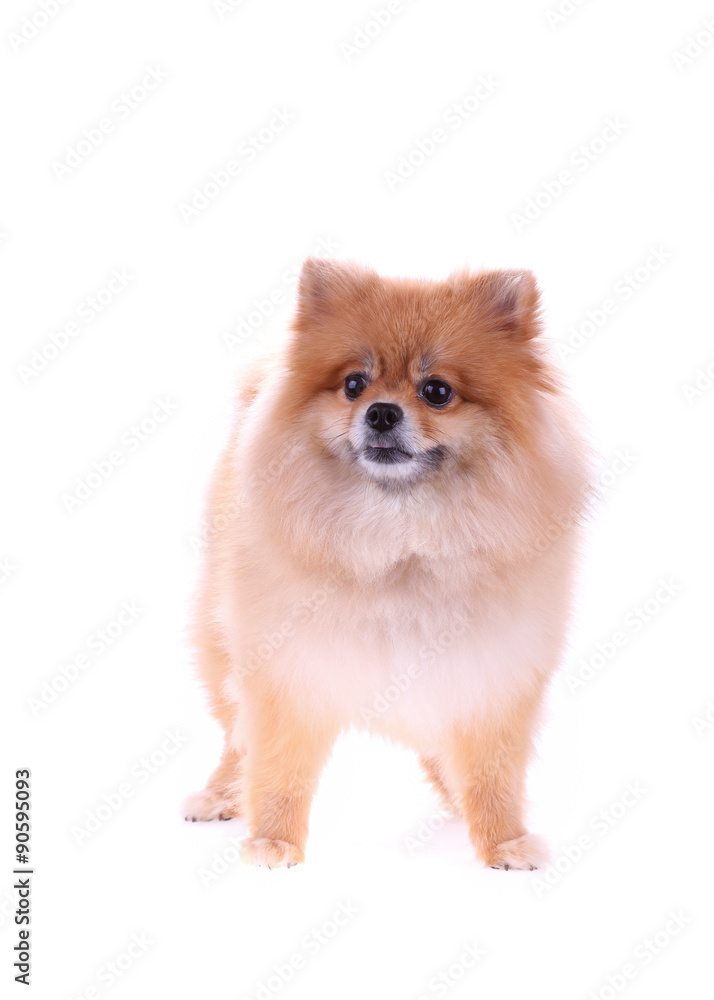 brown pomeranian dog isolated on white background, cute pet brown pomeranian dog isolated on white background, cute pet