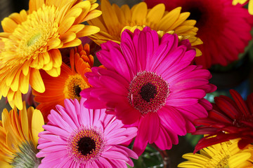 Handdoek met foto Gerbera Gerbera madeliefjes in zomerse sfeer  © snfd