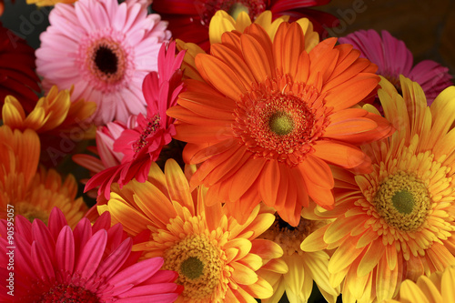 Fototapeta Naklejka Na Ścianę i Meble -  Gerbera Daisies