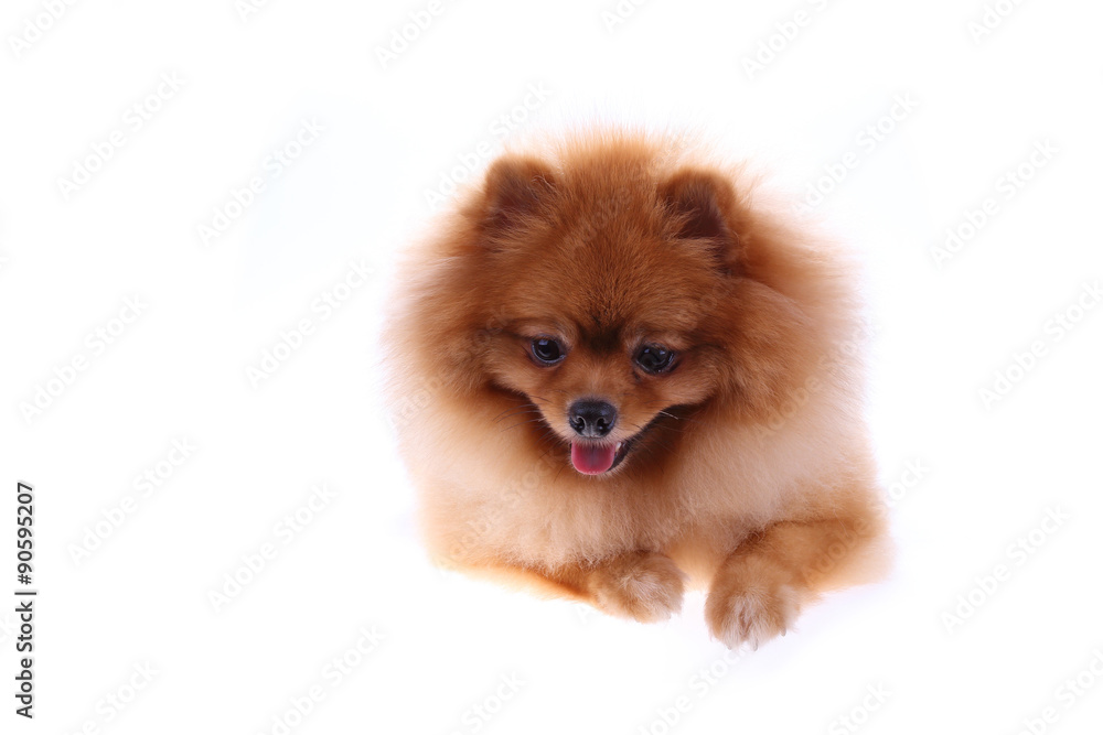 brown pomeranian dog isolated on white background, cute pet brown pomeranian dog isolated on white background, cute pet