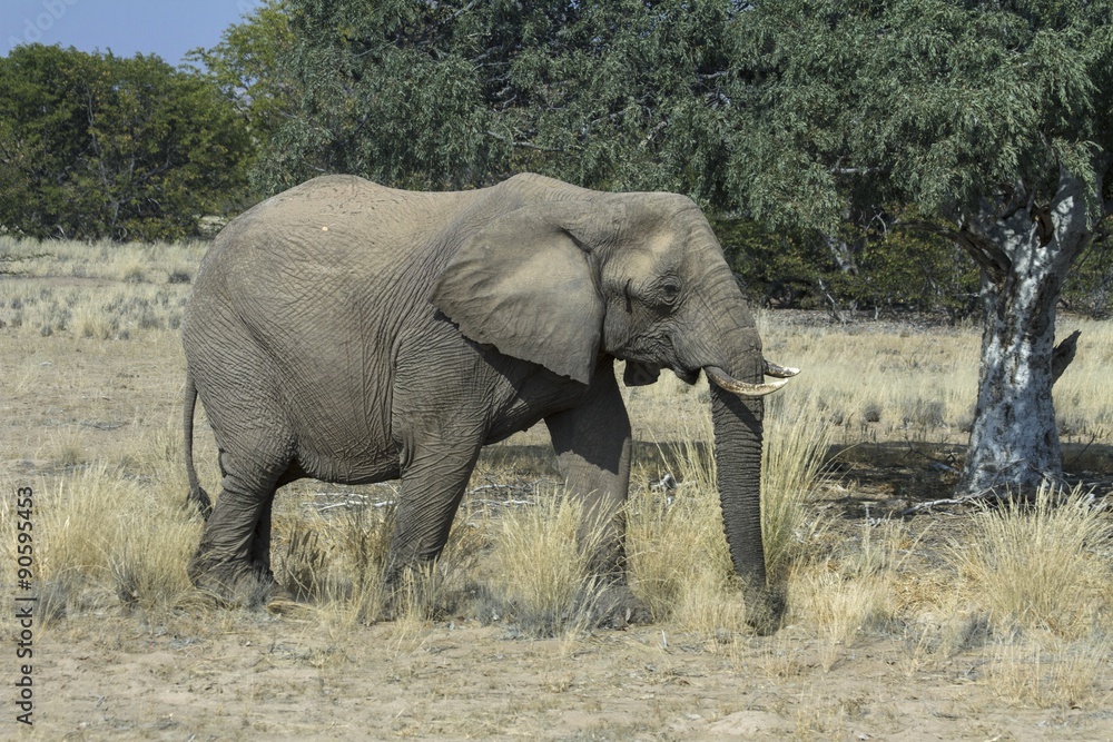 Desert-adapted elephant grazing in Damaraland, Namibia. Desert-adapted elephant grazing in Damaraland, Namibia.
