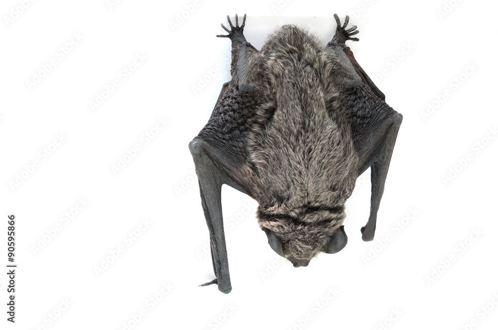 Fototapeta premium Bat