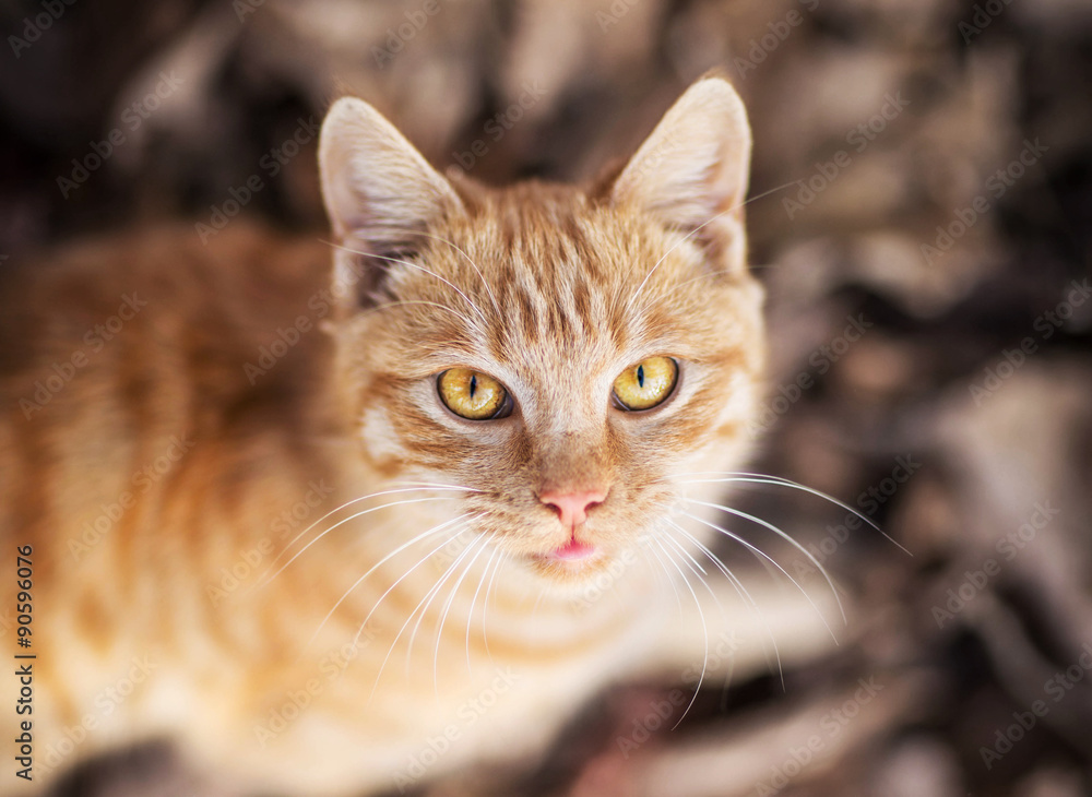 portrait of red cat