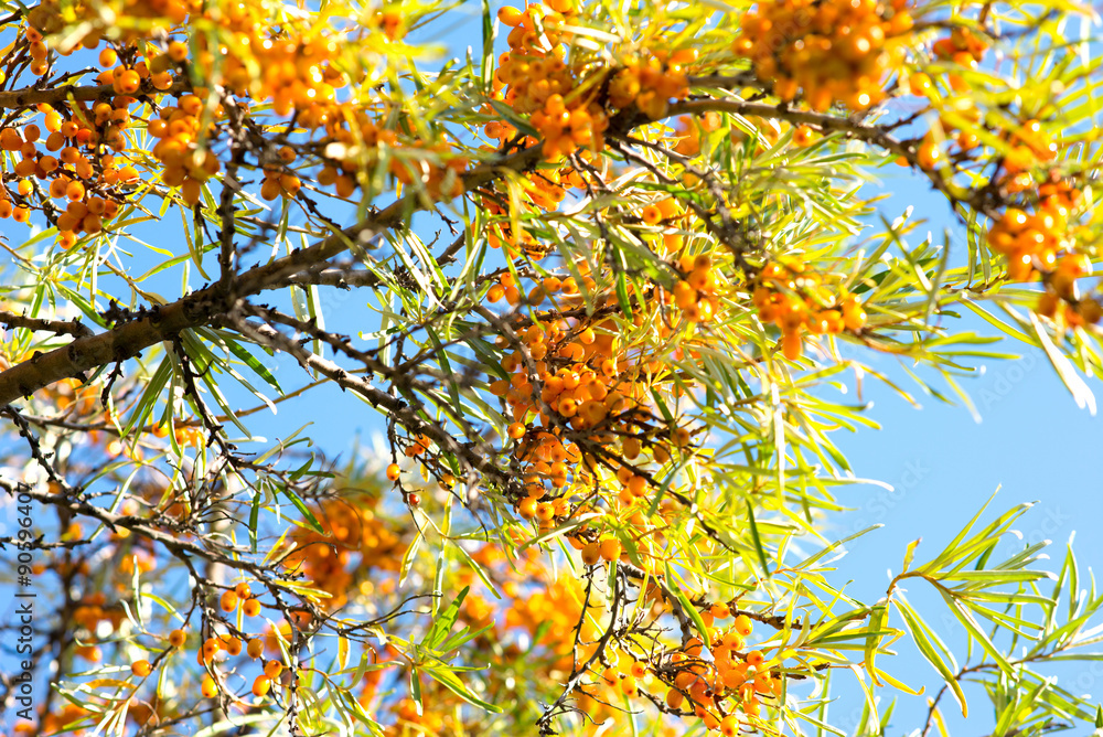 Branch of sea buckthorn berries