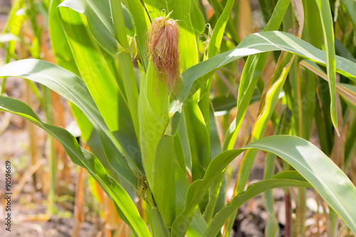 Closeup corn on the stalk in the corn field.