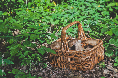 Forest gifts. White mushrooms in wicker basket