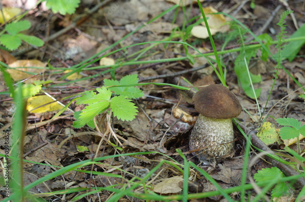 Brown-cap boletus mushroom in the forest Brown-cap boletus mushroom in the forest