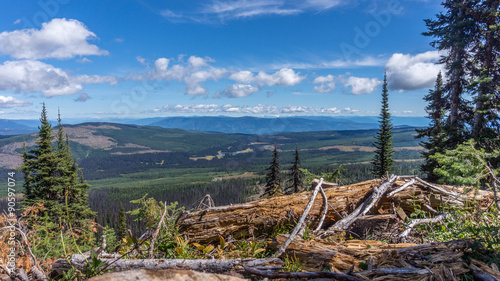 View from Tod Mountain in the Shuswap Highlands of British Columbia, Canada, with fallen trees in the foreground © hpbfotos
