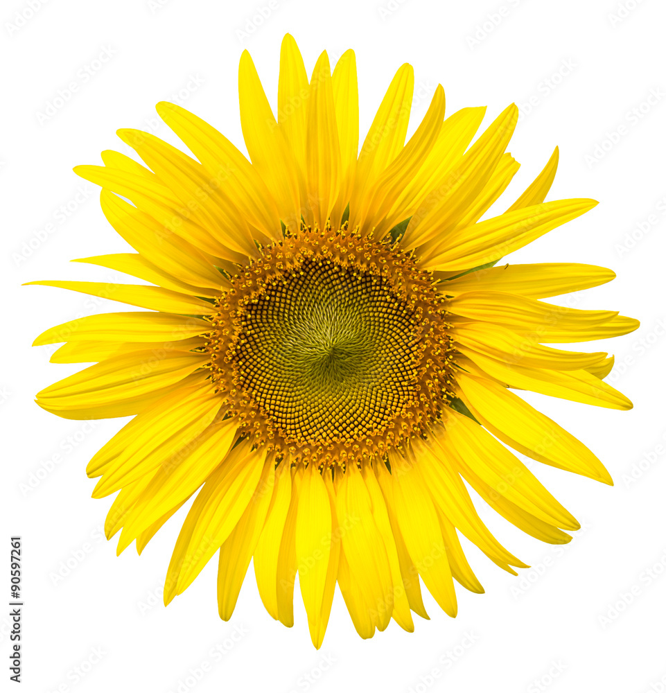 Obraz premium Yellow sunflower isolated on write background