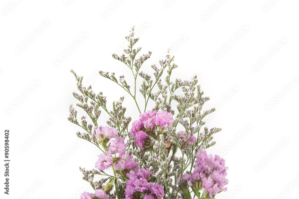 statice flower bouquet  on white background