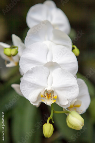 White orchid flowers close-up. Indonesia  Bali.