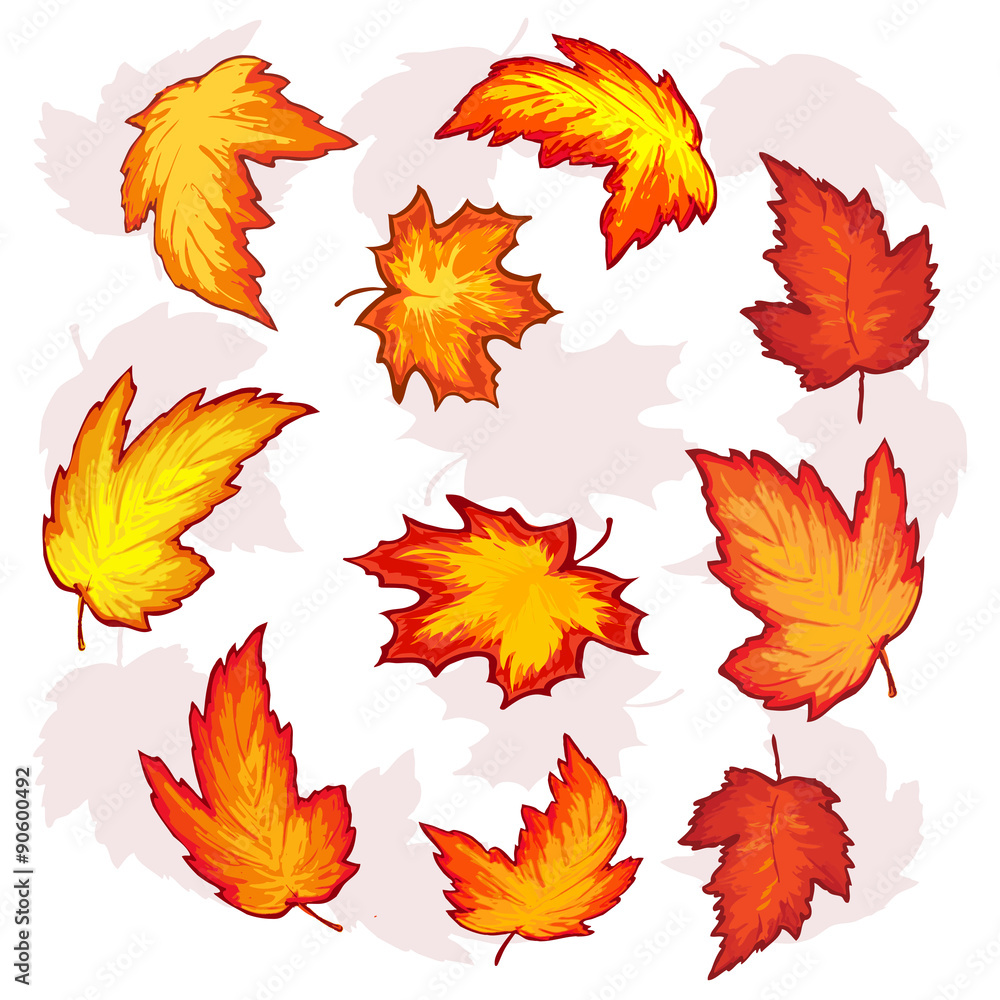 Fototapeta premium leaves of maple