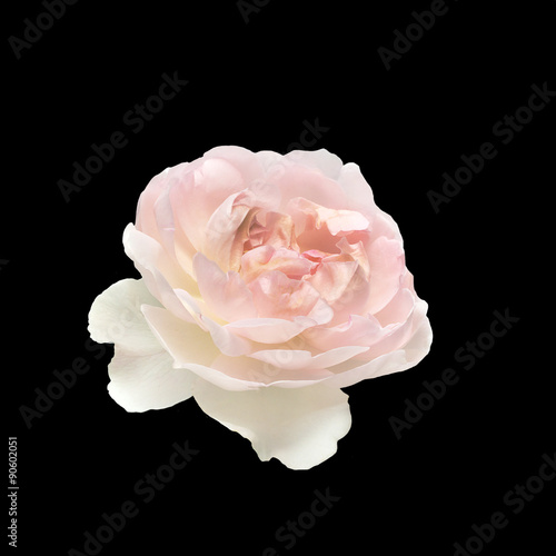 Beautiful  pink rose