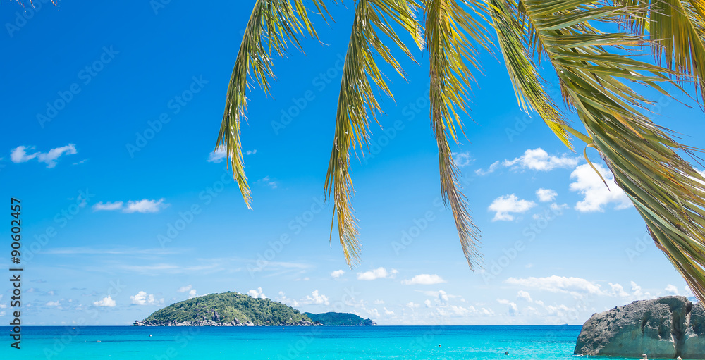 Palm and beach with sea
