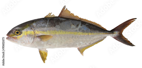 Trevally fish isolate on white